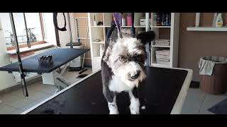 Bolonka Zwetna Mischlingshündin beim Hundefrisör #grooming by Hundefriseur Salon Hundeliebe 701 views 2 years ago 2 minutes, 50 seconds