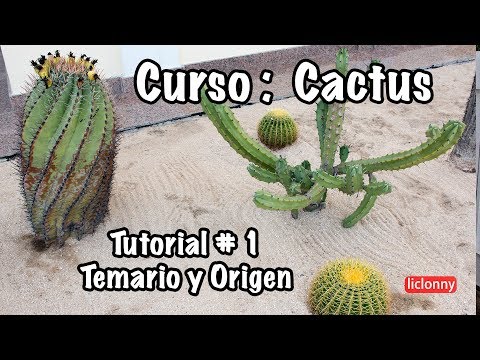 Video: Todo Sobre Cactus