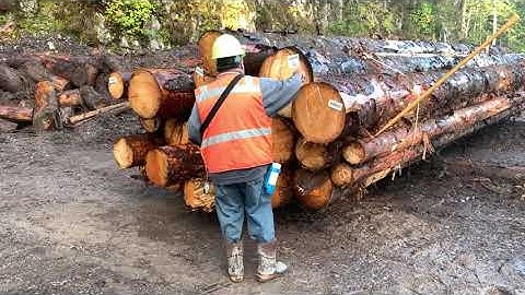 The Exciting World  Of The Log Scaler