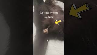 Il gatto e le proglottidi di tenie o verme solitario