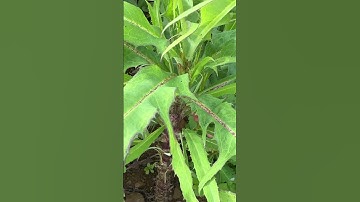 Cây Bồ công anh #câythuốcnam #thuocnamdantocmuong