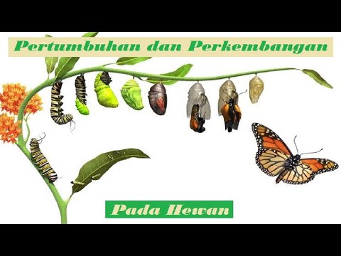 Video: Variasi Protein Dan Keterlibatan Faktor Pertumbuhan Seperti Insulin Selama Perkembangan Embrionik Dalam Flounder Zaitun Paralichthys Olivaceus