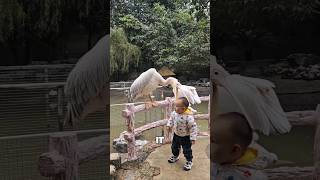 This Bird Tries To Eat Everything 