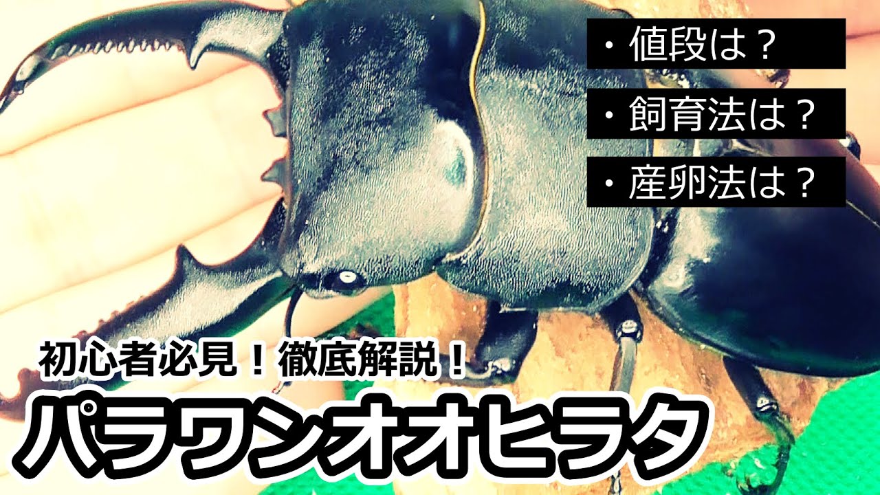1から100まで、初心者向けクワガタ紹介！！【パラワンオオ 