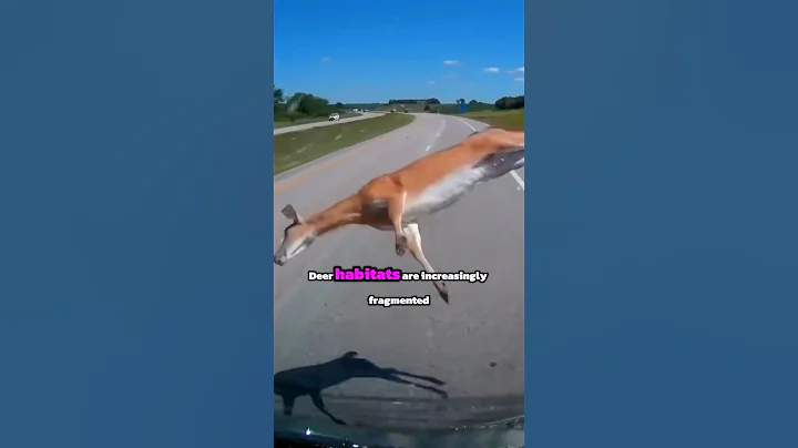 Why Do Deer Risk Jumping in Front of Cars?