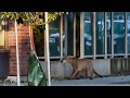 Mountain Lion Rescued Roaming San Francisco Streets