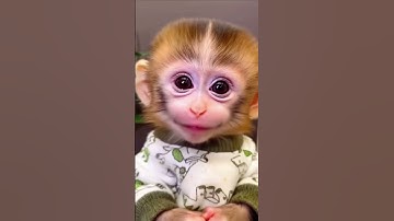 Adorable Baby Monkey Smiling Brightly – Too Cute to Handle #ai #cute #cuteanimals