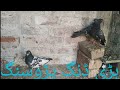 Breeding process  adnan pigeon club