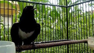 SUARA KACER GACOR NGEPLONG JERNIH COCOK UNTUK PANCINGAN POCI MACET