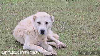 Гиссарские овцы и аборигенные САО Таджикистана саги дахмарда на перегоне. Апрель 2024