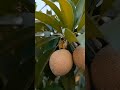 All fruits #Rooftop#gardening #pots#shorts #youtubeshorts