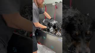 Gracie is a sweet girl  #australianshepherd #australiancattledog #blueheeler #dogbath #tutorial