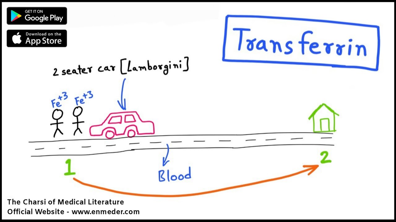 Transferrin | Iron Transporter | Biochemistry Lectures | The Charsi of ...