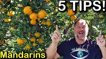 5 Tips How to Grow a TON of Mandarins on Just One Tree Organically