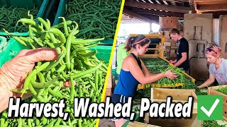 Green Bean Harvesting & Packing β Your Top Questions Answered