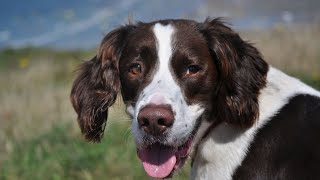 Exploring the Differences Between English and Welsh Springer Spaniels