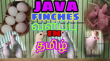 java finches valarpu in tamil / Fish and birds / java Finches Birds Full Information #java #finches