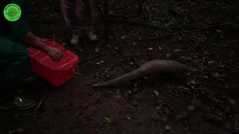 Tái thả 3 tê tê Java về rừng | Release 3 Sunda Pangolins to the Wild | Cat Tien national park