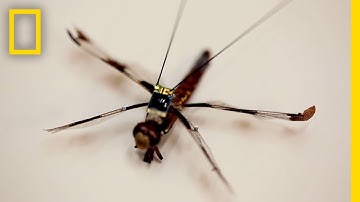 Tiny Backpacks Tap into Dragonflies