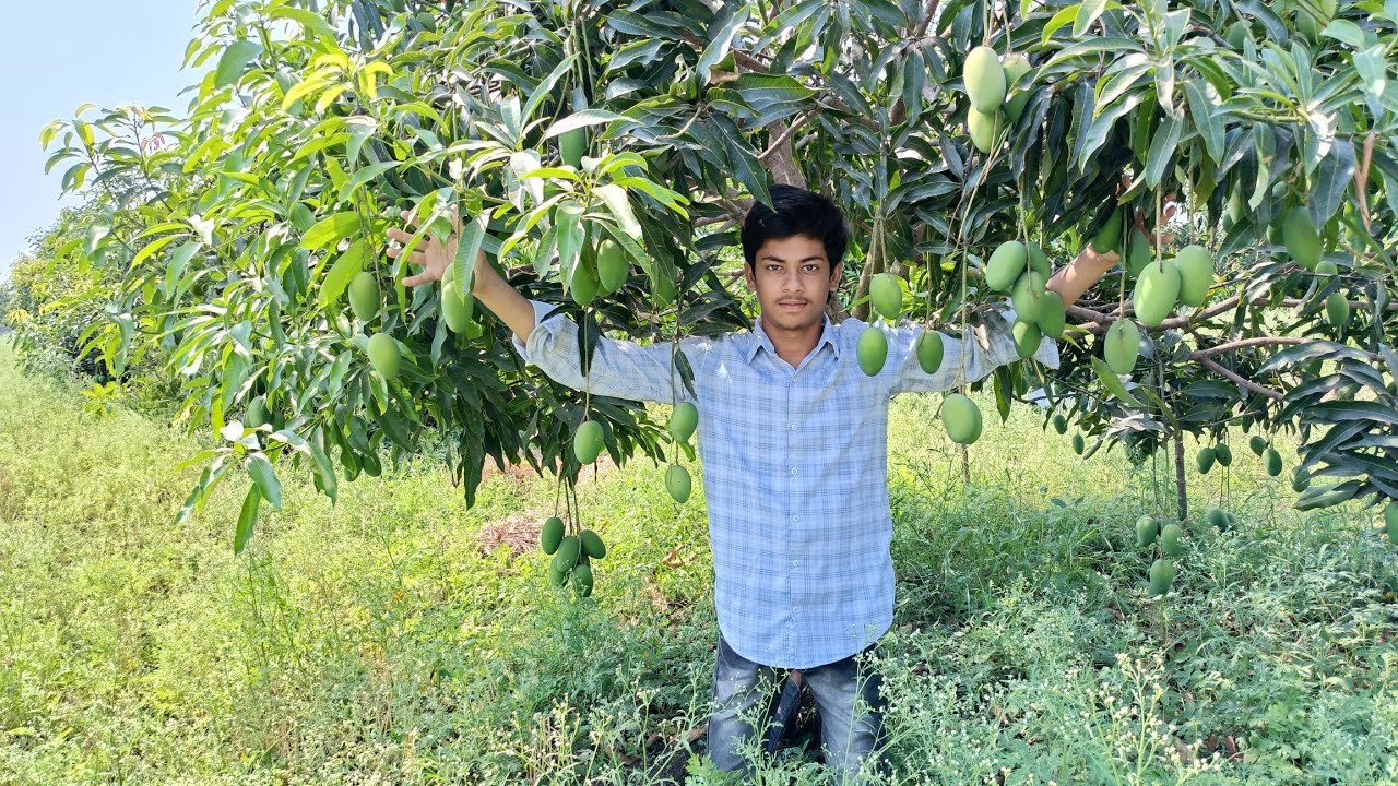 Dasari bagiche ki big harvesting 🥭🥭||Monkey 🐒