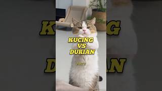 Cat vs Durian… The Ending is Always Chaos 😂 #shorts #thisaccount203m