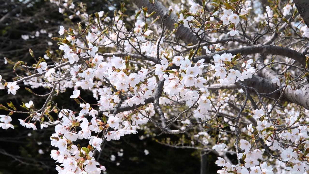 Belajar Bahasa Jepang 95jalan Jalan Taman Yang Ada Bunga Sakura