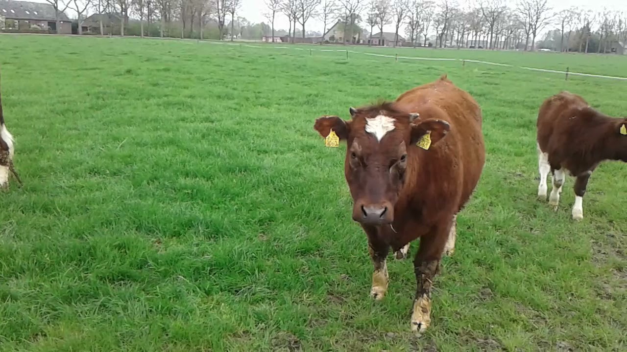 HET BRANDRODE RUND       BRANDROOD