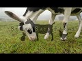 Natural Goat Milk lotion - Made in Connecticut - Syman Says Farms LLC.