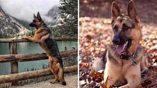 German Shepherd by Animal Lover 5,339 views 1 year ago 3 minutes, 31 seconds