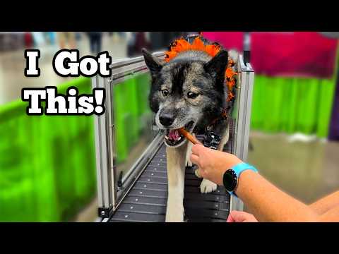 My Huskies Try A TREADMILL At Pet Expo