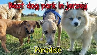 Wolf Hill DOG PARK 2016 by Bear theGoldendoodle 431 views 7 years ago 8 minutes, 51 seconds