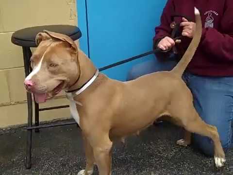 dog adoption mauritius A4887217 Mia | Pitt Bull