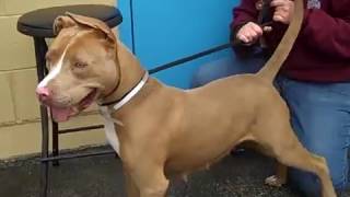 A4887217 Mia Pitt Bull