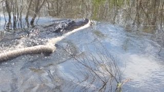 Gator swims away with its lunch: a python Information