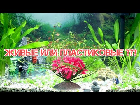 Видео: Разница между водорослями и растениями