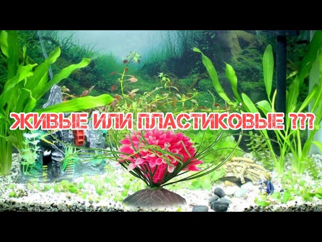 ЖИВЫЕ ИЛИ ПЛАСТИКОВЫЕ РАСТЕНИЯ В АКВАРИУМЕ ? КАКИЕ ВЫБРАТЬ ???
