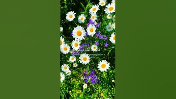 قران كريم ارح قلبك وسمعك #قران_في_دقيقة #سعد_الغامدي #قرآن @قران_في_دقيقة