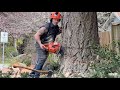 Felling big tree stem. This can’t go wrong