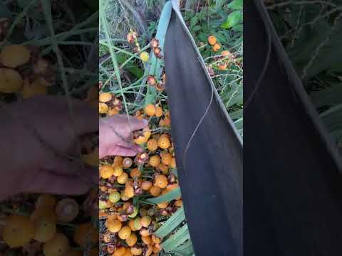 Video: Pindo Palmiye Zararlısı Sorunları: Pindo Palmiye Ağaçlarını Etkileyen Yaygın Hatalar