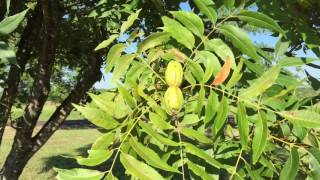 Pawnee Paper Shell Pecans