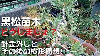 4キロ黒松葉　朝取れ　新芽のみ 黒松：新・新芽切り | みさきのミニ盆栽遊び