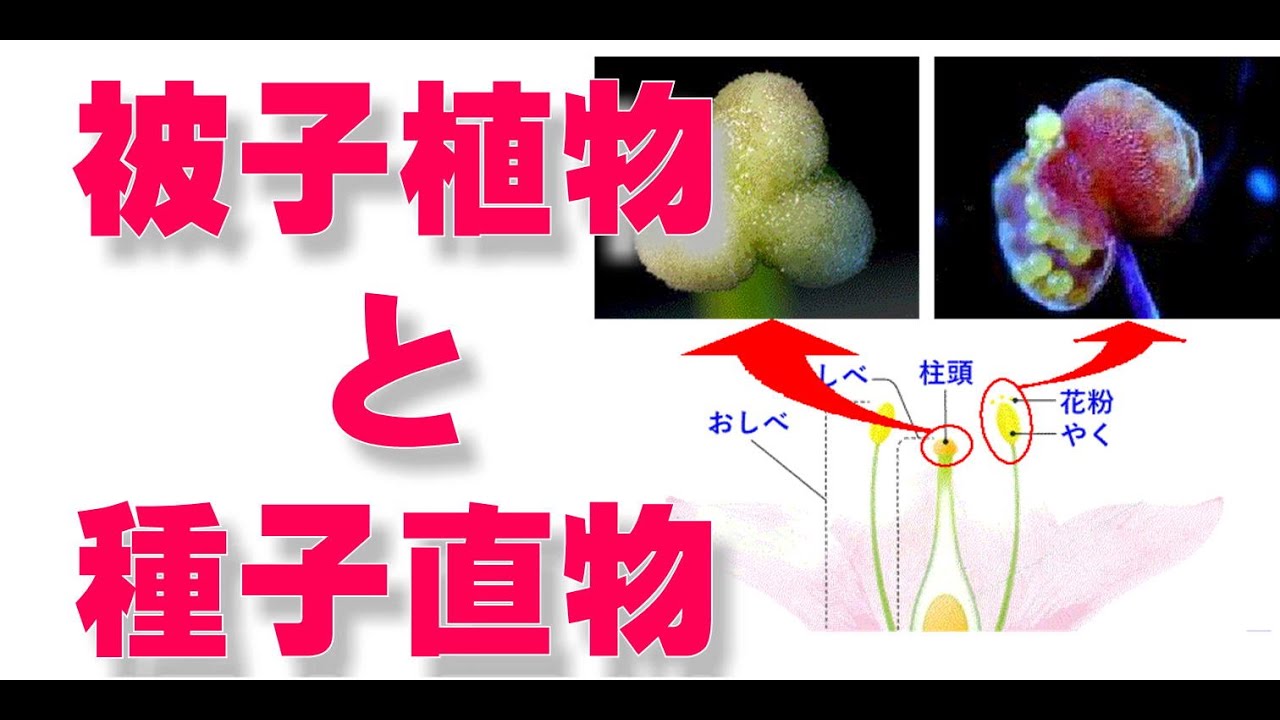 中1 理科 植物の世界 【 被子植物 胚珠 種子 子房 果実 花のつくり 】 - YouTube