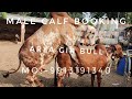 World Top Class Gir Bull Arya | Aryaman Gir Gaushala