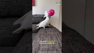 What Makes Cockatoo So Special 😍