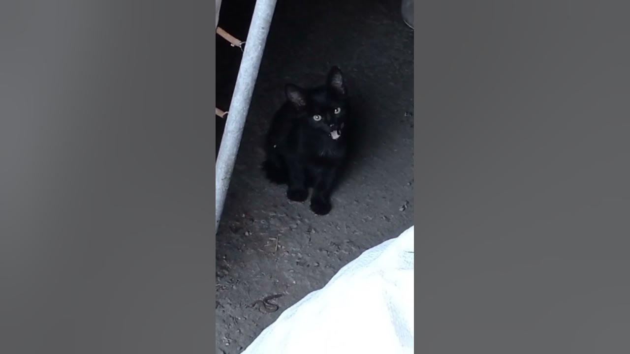 Кисуля) - YouTube