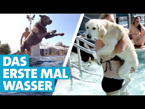 Video: Schwimmbäder für Hunde