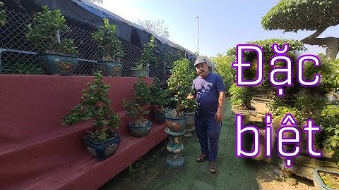 SH.5578.Mát nhãn khi ngắm những chậu Cần Thăng Quất bonsai tại Xuân Phượng giữa Hà Nội.Đt 0912072944