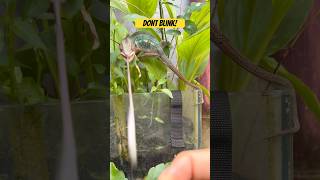The Fastest Tongue in the World? #shorts #chameleon #reptiles