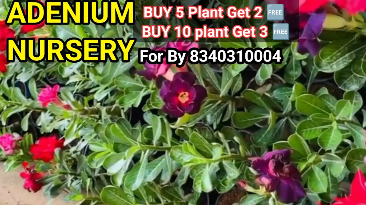 online buy latest Adenium plant, buy latest Adenium plant, Adenium seller kolkata, Adenium Nursery