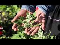 La quinua en el Cauca garantiza seguridad alimentaria y permite hacer sustitución de cultivos
